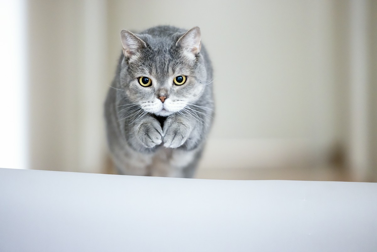 Porównanie mokrych karm dla kotów: na co zwrócić uwagę?