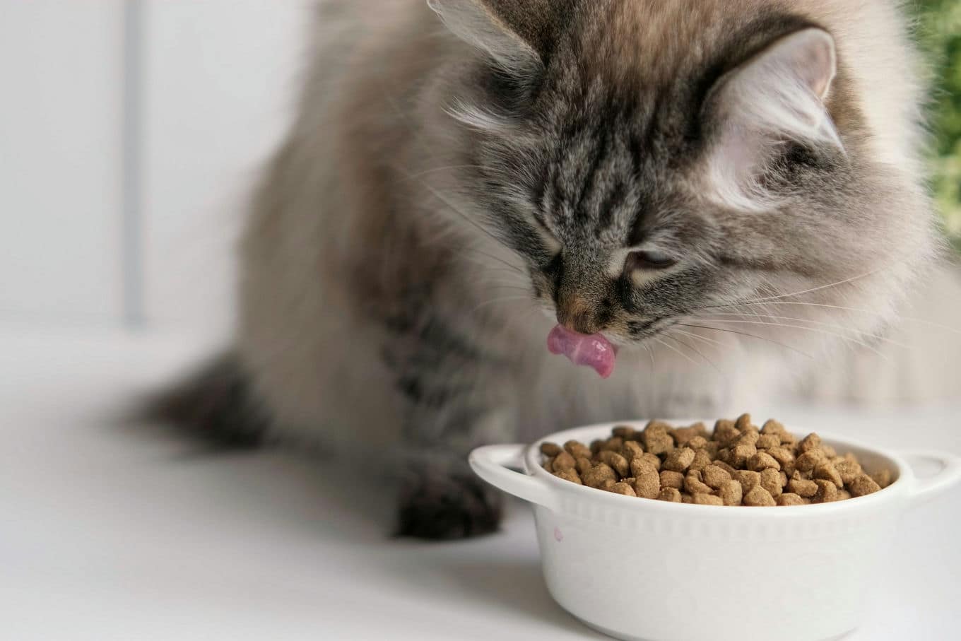 Czy karma sucha może być stosowana w diecie eliminacyjnej kota?