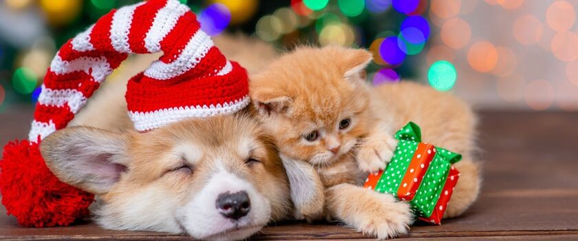 Godziny otwarcia hurtowni w dni świąteczne